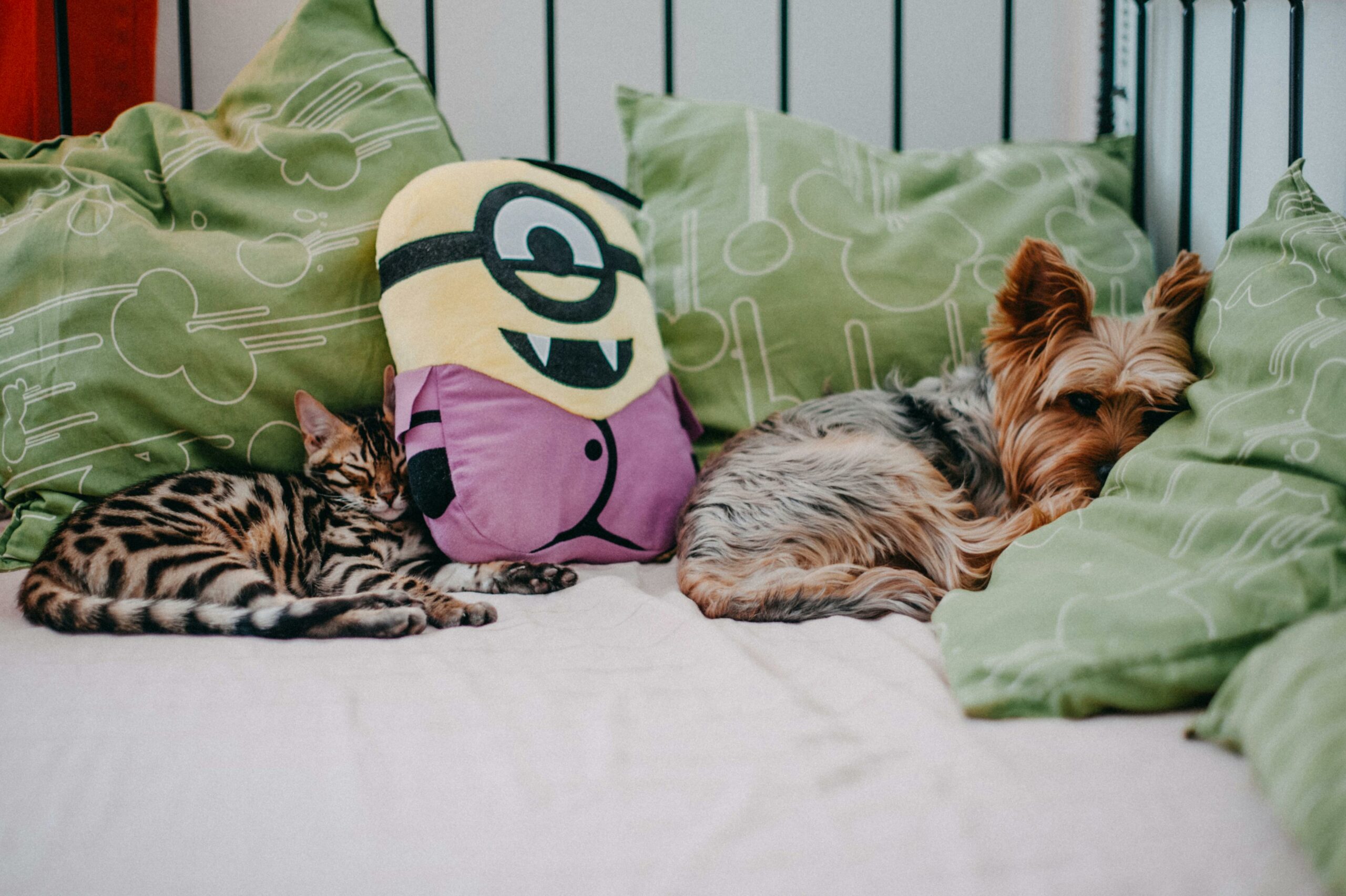 Chiot ou chaton : quel est le meilleur choix pour vous ?