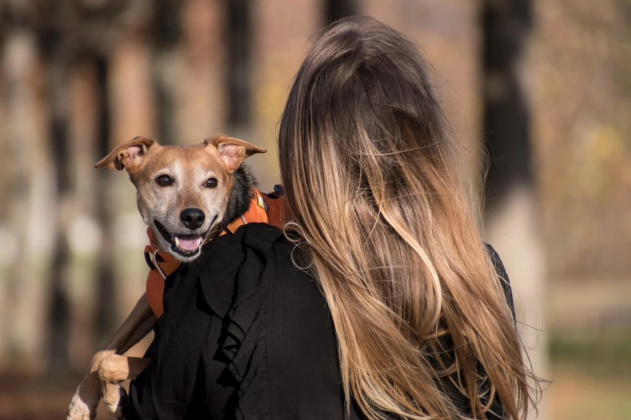 Sortir le soir sans culpabiliser : organiser l'absence de son chien